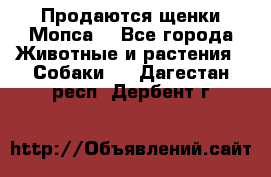 Продаются щенки Мопса. - Все города Животные и растения » Собаки   . Дагестан респ.,Дербент г.